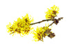 Witch Hazel