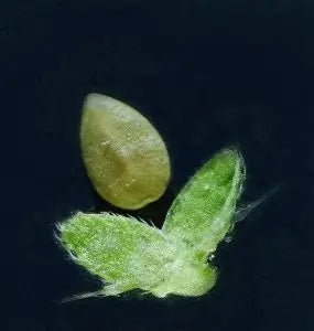 Fruit de l'ortie, un "akène", autant qu'il y a de fleurs femelles, des centaines donc !