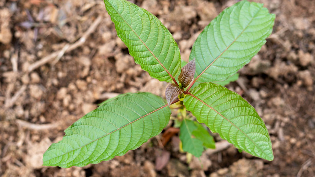 Growing Kratom