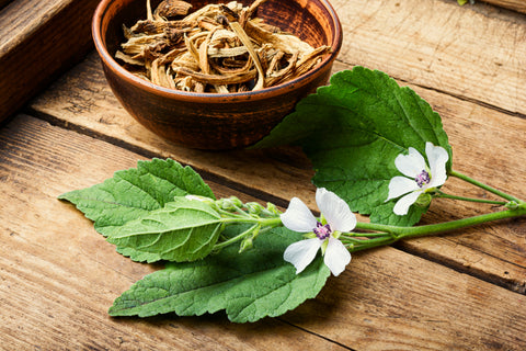 Medicinal plant althaea officinalis and dry roots althaea.