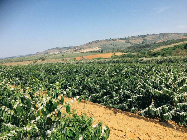 Brazil Inhame coffee trees