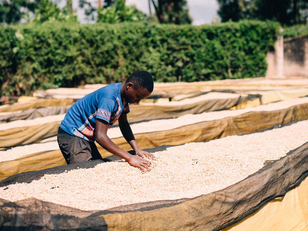 Kenya Coffee - learn about the history and style of coffee from Kenya ...