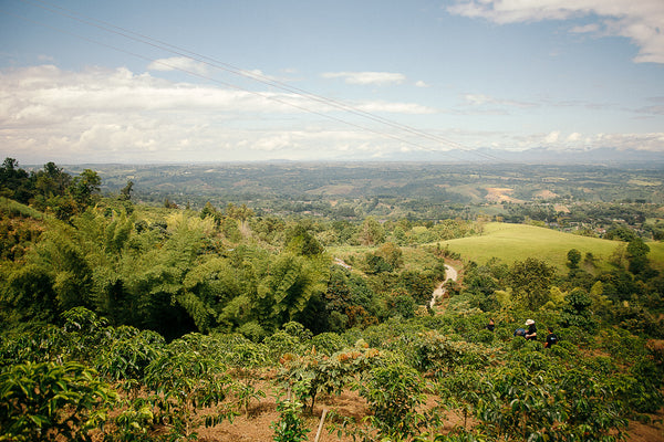 Colombia Villa Esperanza Coffee Farm