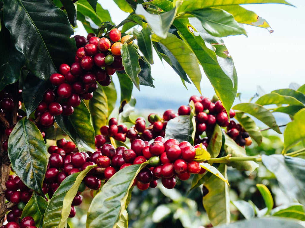 Coffee trees ready for harvest at San Juanillo Costa Rica
