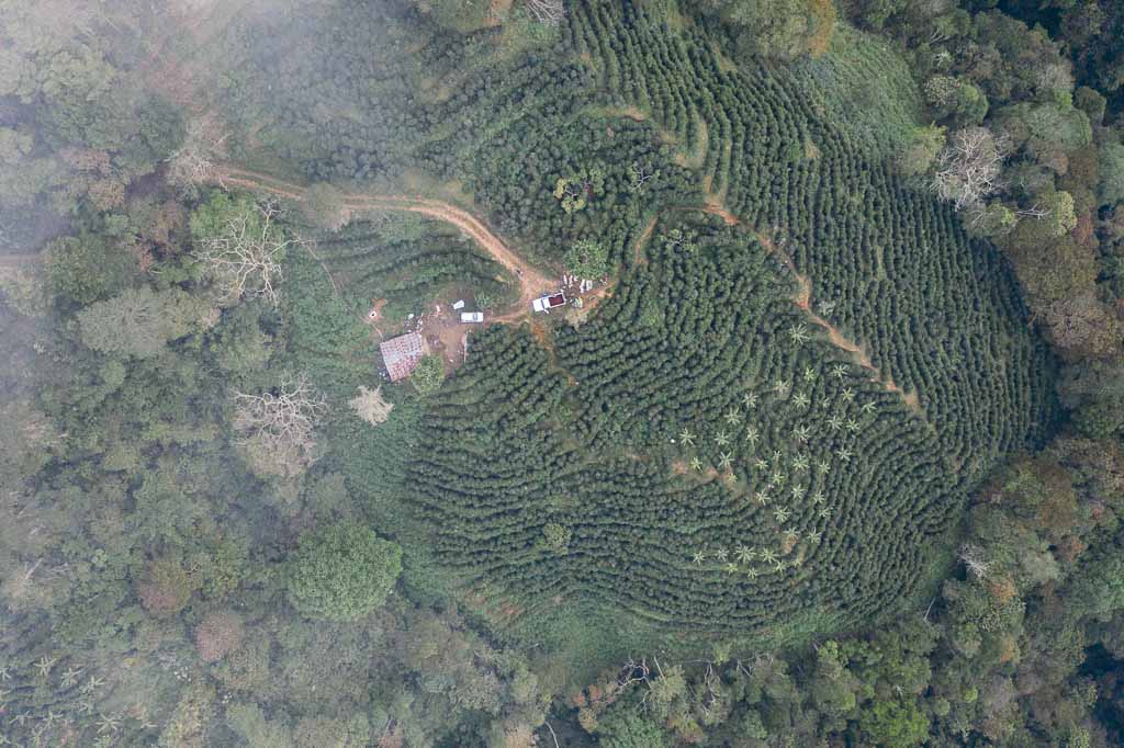 Costa Rica coffee farm - La Pastora