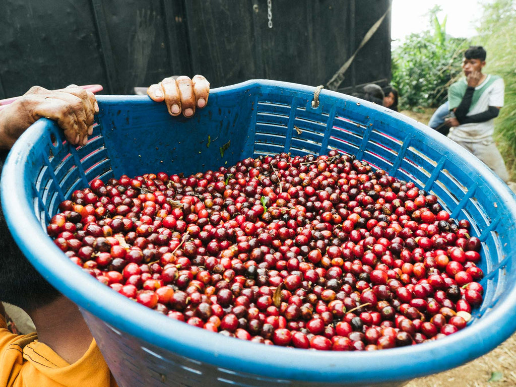 Freshly harvested coffee cherry at San Juanillo Costa Rica