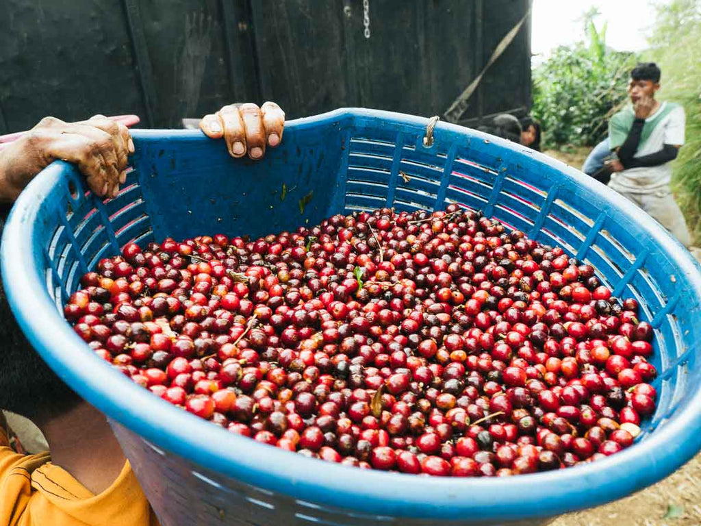 Costa Rica coffee cherry