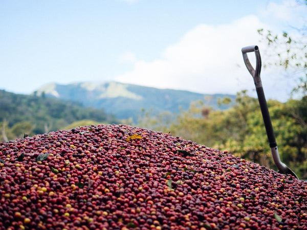 Costa Rica coffee cherry