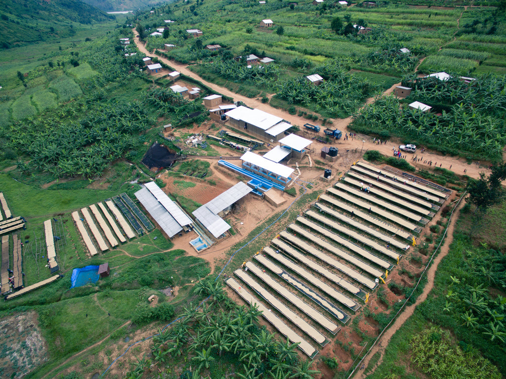 Nova coffee washing station Rwanda
