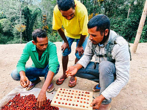 East Timor coffee training