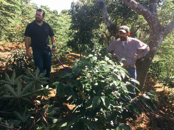 El Salvador Buena Vista coffee farm