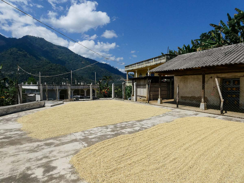 Guatemala coffee drying on the patio