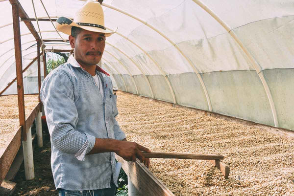 Honduras coffee drying