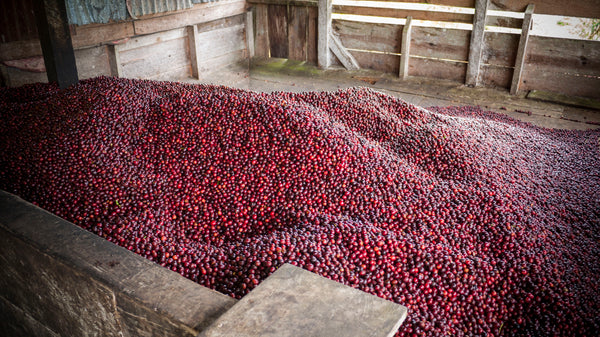 Ripe coffee cherries