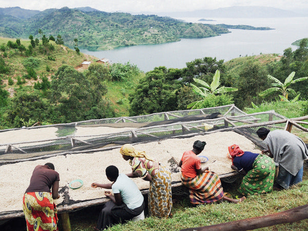 Rwanda Gishyita coffee washing station