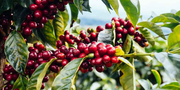 Ripe coffee cherry