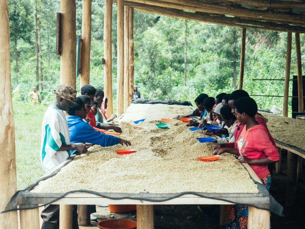 Kanzu coffee washing station