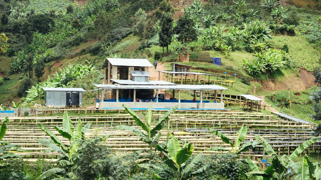 coffee in Rwanda - Kanzu washing station