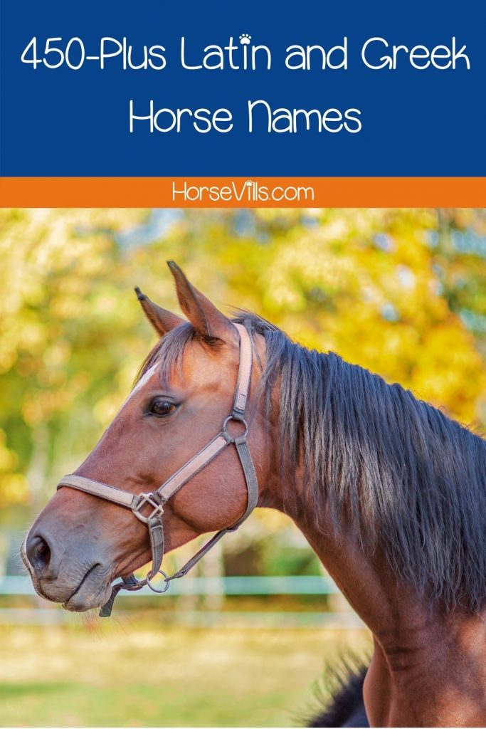 side view of a brown horse with long black hair