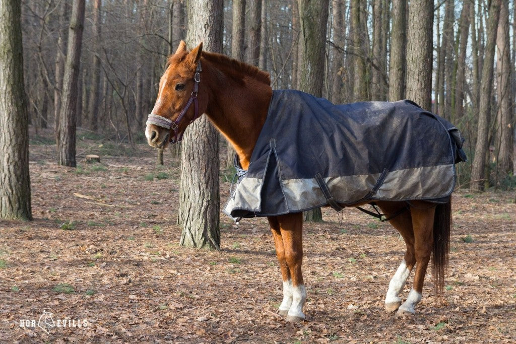 Horse With Turnout Blanket- horse blanket vs horse sheet guide