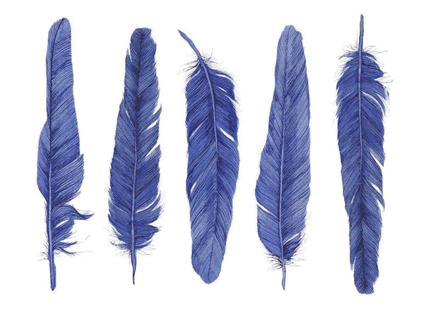 Blue Feathers