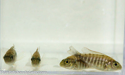 ob peacock cichlid female