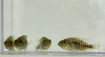 ob peacock cichlid female