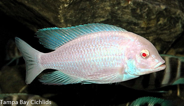 Albino Cyrtocara moorii, Haplochromis, Lake Malawi ...