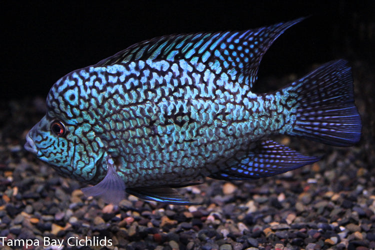 Aztec Carpintis (Electric Blue Carpintis) – Tampa Bay Cichlids