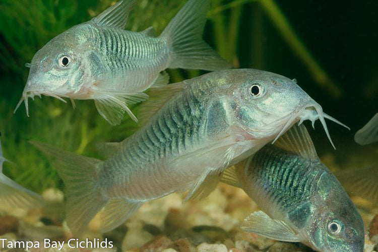 Tampa Bay Cichlids cover image