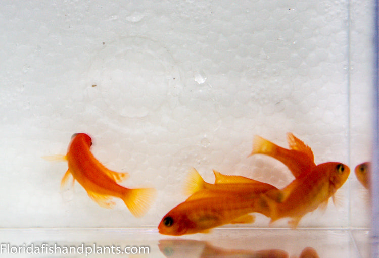 red zebra cichlid gender