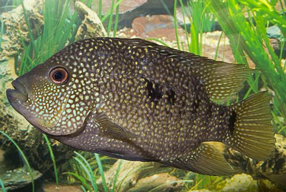 Texas Cichlid Herichthys Cyanoguttatus Tampa Bay Cichlids