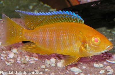 albino eureka peacock