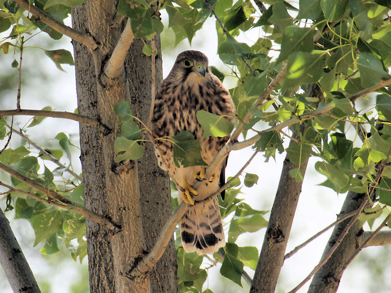 Fledgling Kestrel
