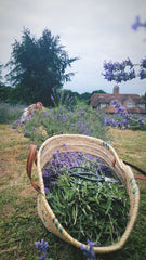 Hampshire Lavender