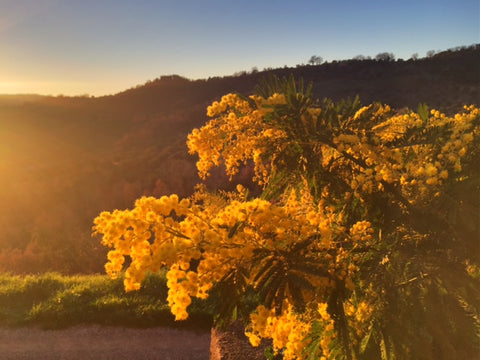 Mimosa in sunlight