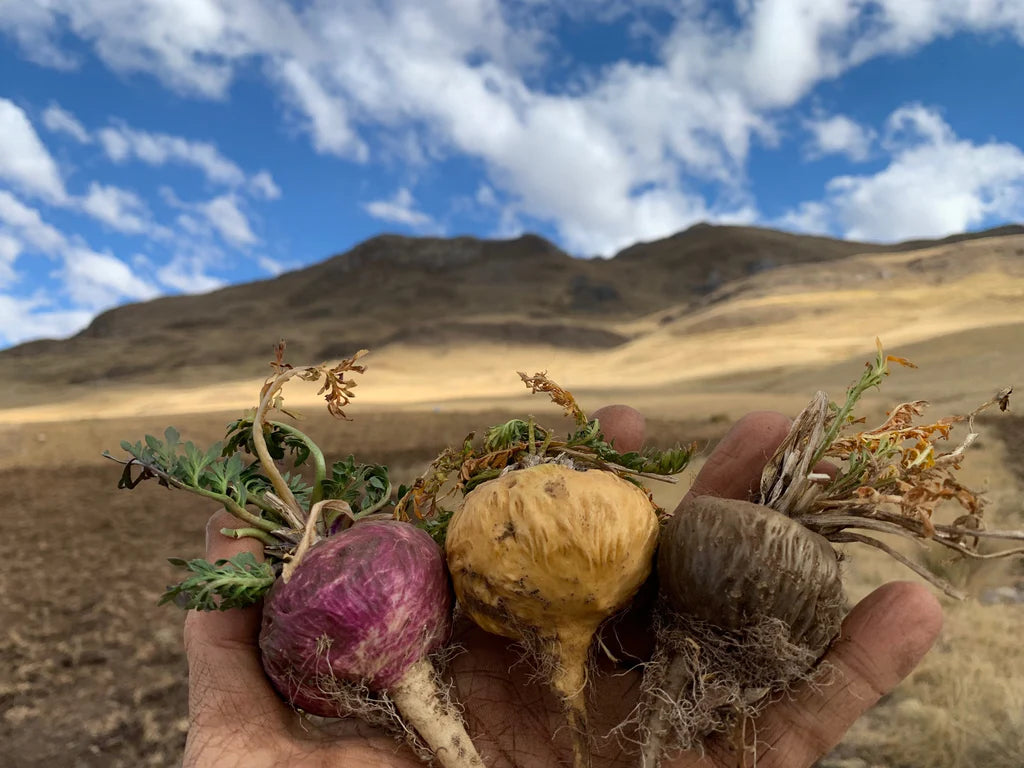 Maca Product Image