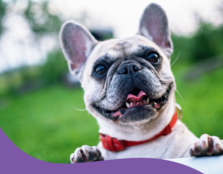 bouledogue français avec collier rouge