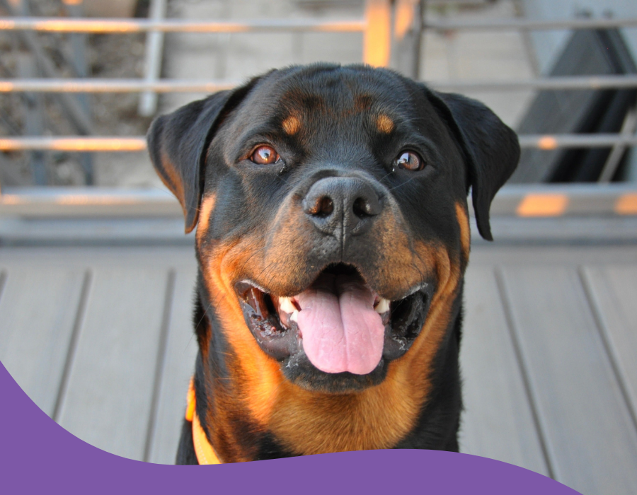 rottweiler heureux