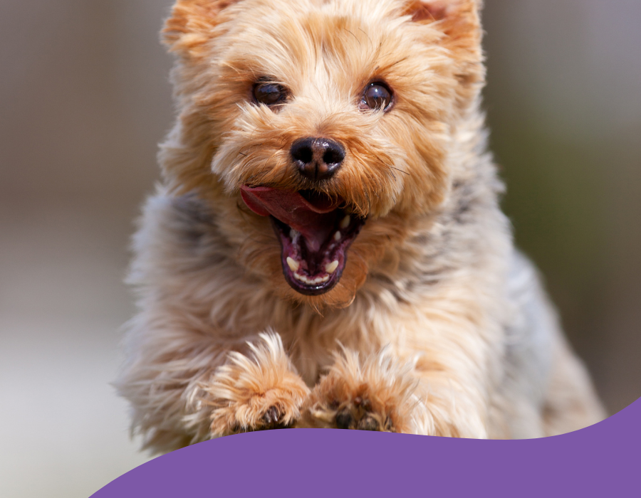 Yorkshire terrier qui court