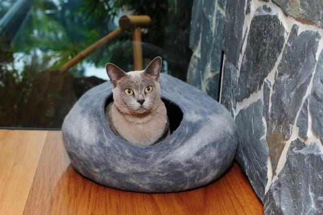 cat bed australia