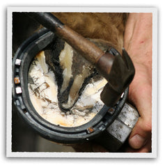 Tennessee Farrier Supply Tennessee Farrier Supply