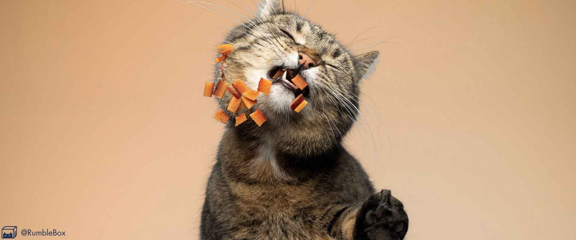 How do you choose the best cat treats for your cat? - RumbleBox