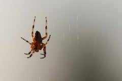 spider in web