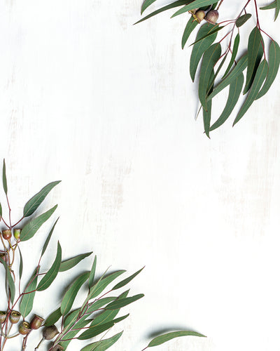 Eucalyptus Leaves on White Printed Canvas Backdrop - 15660