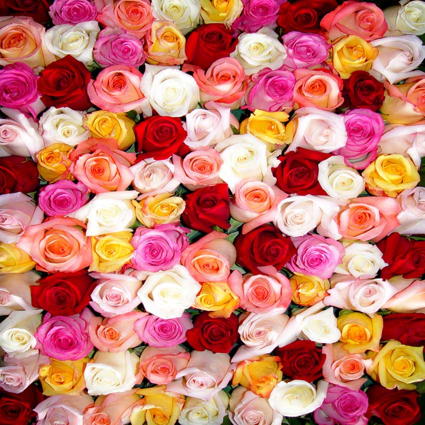 Multiple Colorful Roses Flower Wall Printed Backdrop - 107 – Backdrop ...