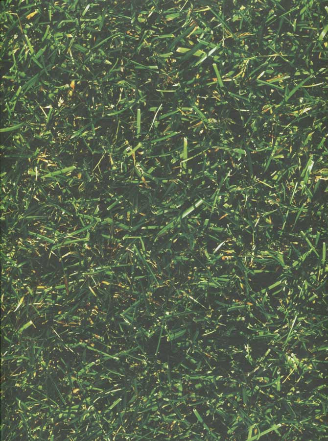 Green Grass Backdrop 2418 Backdrop Outlet