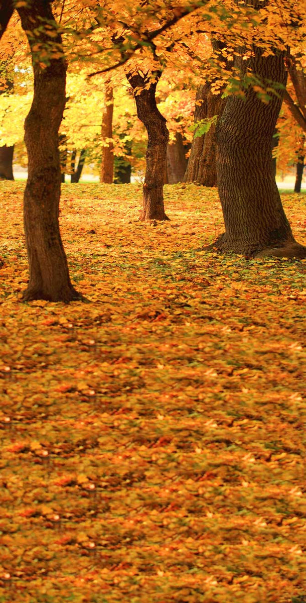Autumn Woods Backdrop - 9213 – Backdrop Outlet
