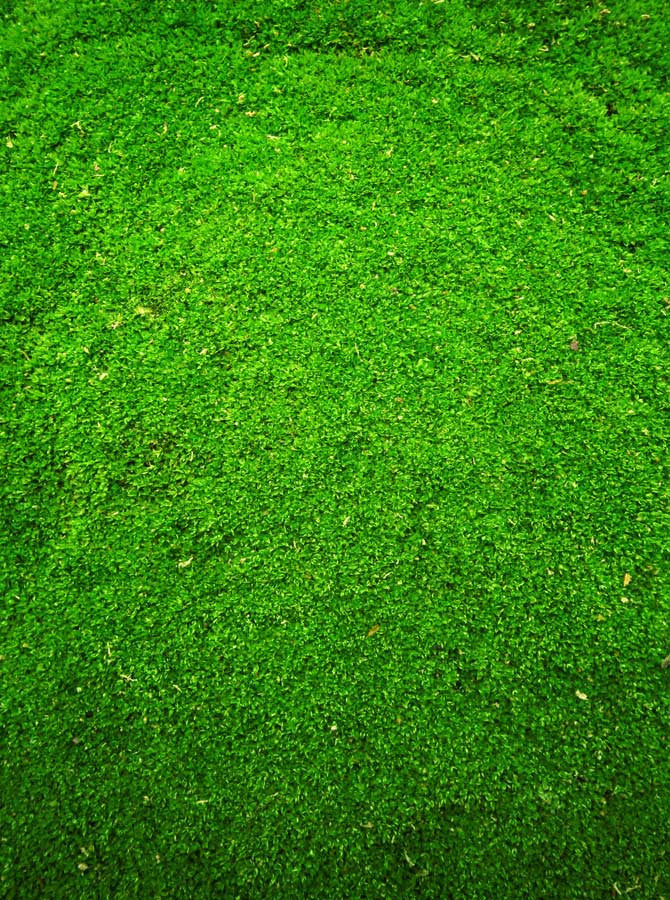 Green Grass Backdrop 9403 Backdrop Outlet