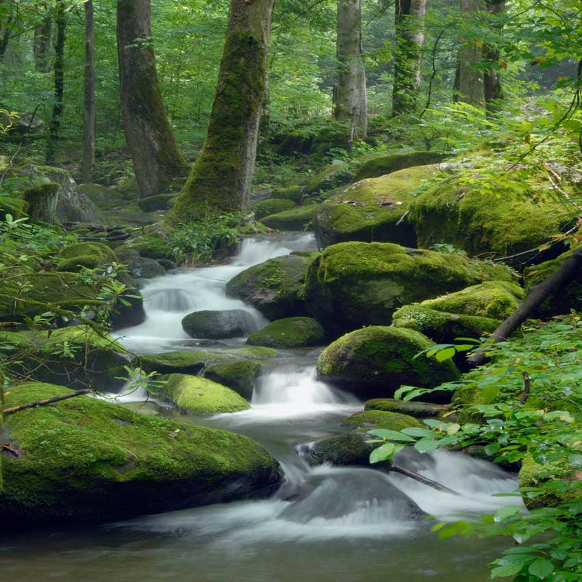 Waterfall Stream Backdrop - 1547 – Backdrop Outlet